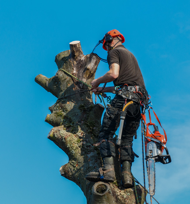 Fitch Mountain Tree Service Tree Expert