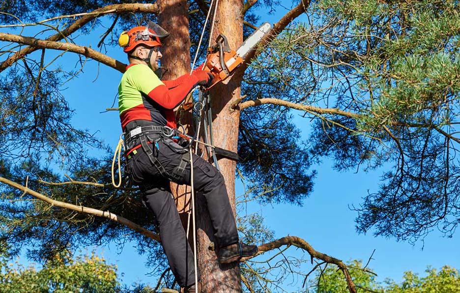 Fitch Mountain Tree Service Tree Expert